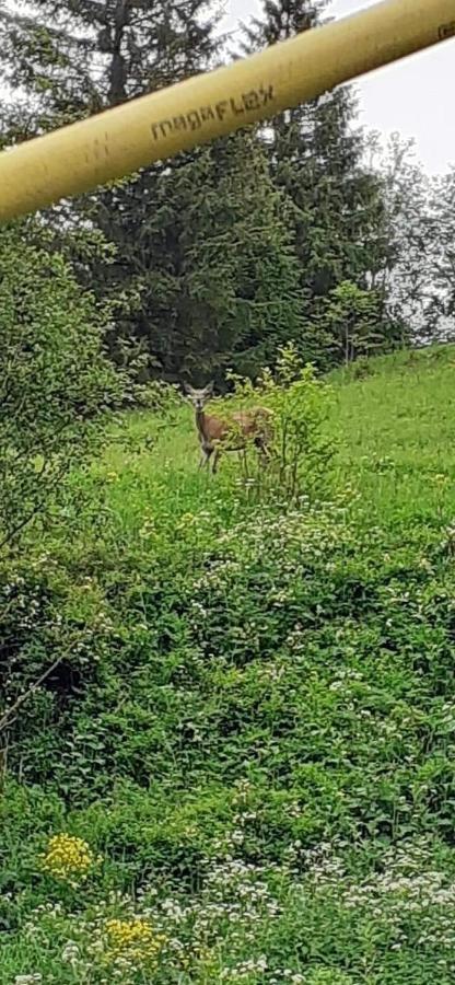 Pensiunea Tora Vatra Dornei Luaran gambar